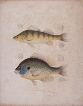 Rare book: Holbrook's Ichthyol