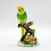 RARE BUDGERIGAR, MEDIUM - ROYA