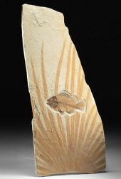 RARE COMPLETE FOSSILIZED PRISC