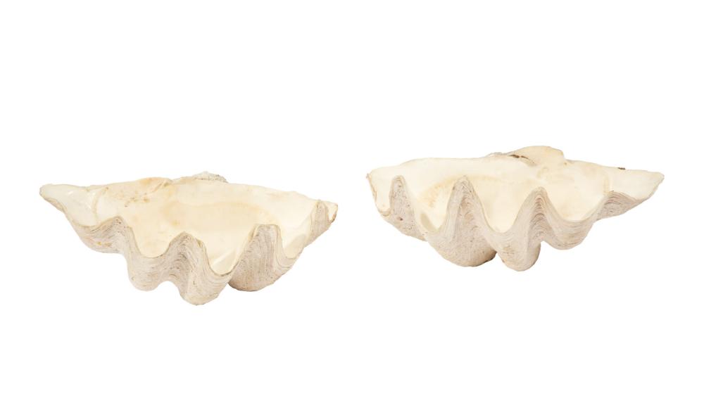 RARE COMPLETE GIANT CLAM