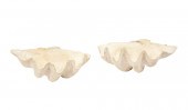 RARE COMPLETE GIANT CLAM SHELL