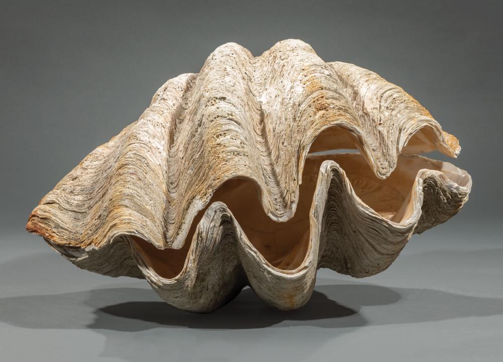RARE COMPLETE MONUMENTAL GIANT CLAM