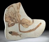 RARE FOSSILIZED EOCENE PERIOD
