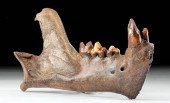 RARE FOSSILIZED SIBERIAN BERIN