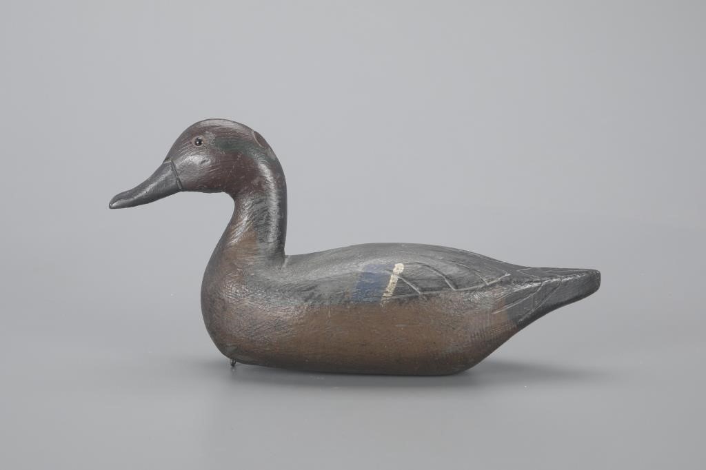 RARE GREEN-WINGED TEALJohn