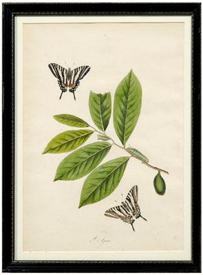 Rare John Abbot etching, Papilio