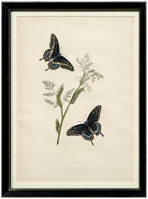 Rare John Abbot etching, Papilio