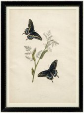 Rare John Abbot etching, Papil