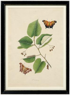 Rare John Abbot etching, Papilio C.