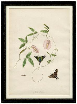Rare John Abbot etching, Papilio