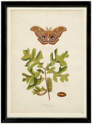Rare John Abbot etching, Phalaena