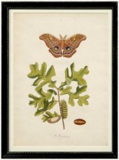 Rare John Abbot etching, Phala