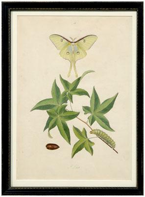 Rare John Abbot etching, Phalaena