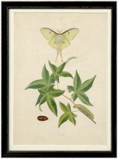 Rare John Abbot etching, Phala