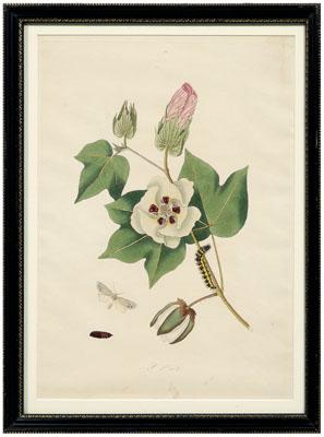 Rare John Abbot etching, Phalaena