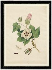 Rare John Abbot etching, Phala