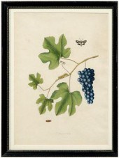 Rare John Abbot etching, Sphin