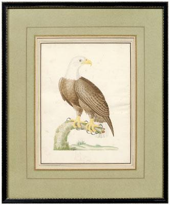 Rare John Abbot watercolor