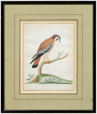 Rare John Abbot watercolor