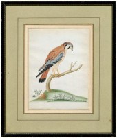 Rare John Abbot watercolor (Br
