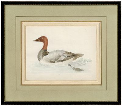 Rare John Abbot watercolor