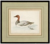 Rare John Abbot watercolor (Br