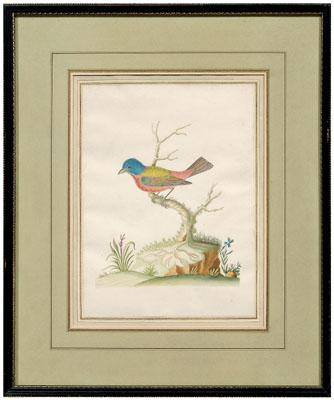 Rare John Abbot watercolor