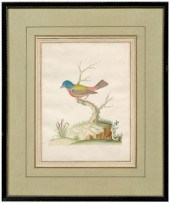 Rare John Abbot watercolor (Br