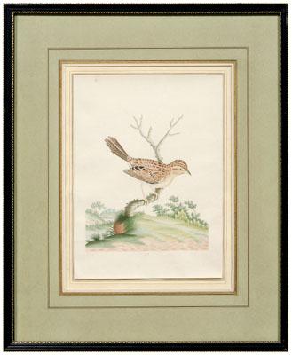 Rare John Abbot watercolor