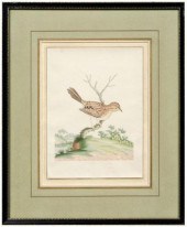 Rare John Abbot watercolor (Br