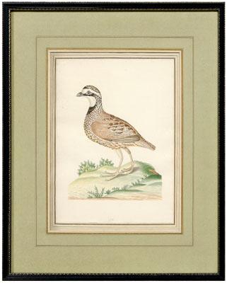 Rare John Abbot watercolor
