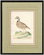 Rare John Abbot watercolor (Br