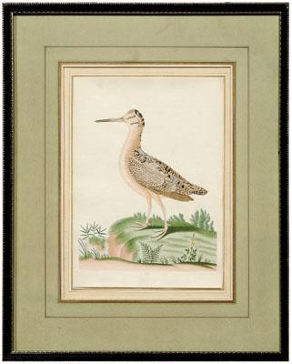 Rare John Abbot watercolor