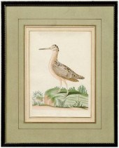 Rare John Abbot watercolor (Br