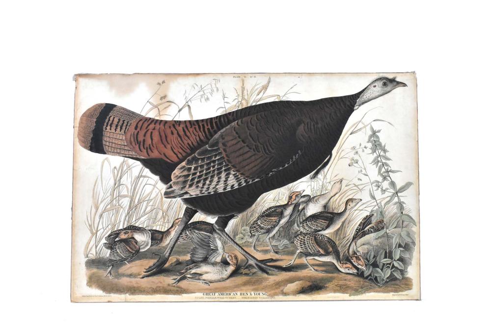 RARE JOHN JAMES AUDUBON HEN & YOUNG