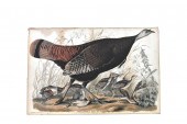 RARE JOHN JAMES AUDUBON HEN &