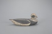 RARE LONG-TAILED DRAKEAugustus