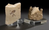 Rare Museum Quality Armigatus