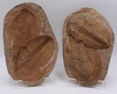 RARE POSITIVE-NEGATIVE FOSSILI