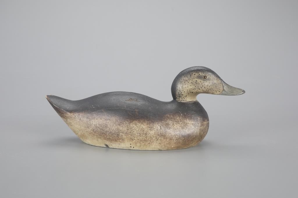 RARE PREMIER-GRADE WIGEON