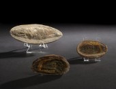 Rare Rhacolepsis Fish Fossil,