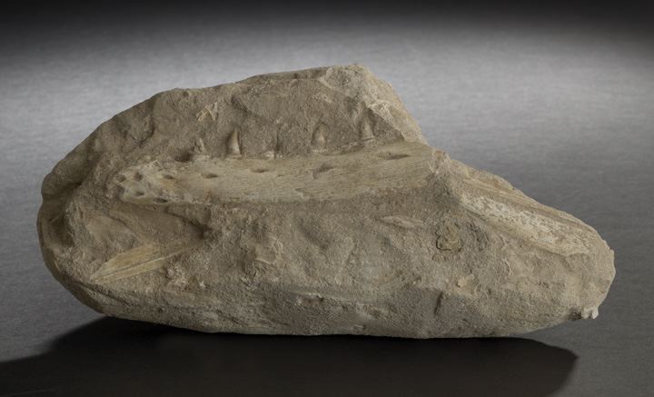 Rare Specimen of Fossilized