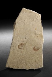 Rare Specimen of Fossilized Sh