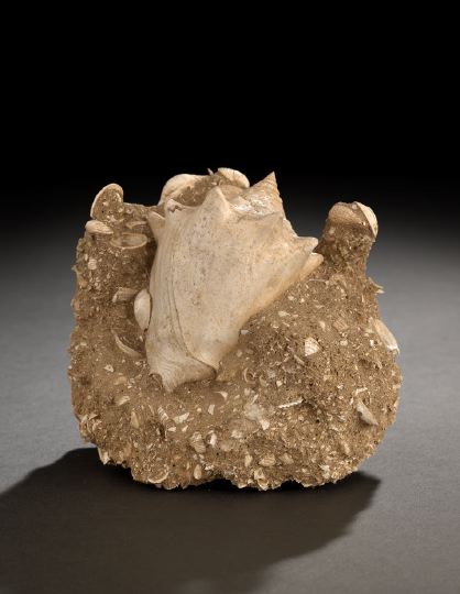 Rare Strombus Coronata Fossil