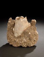 Rare Strombus Coronata Fossil