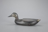 RARE SWIMMING BLACK DUCKAugust