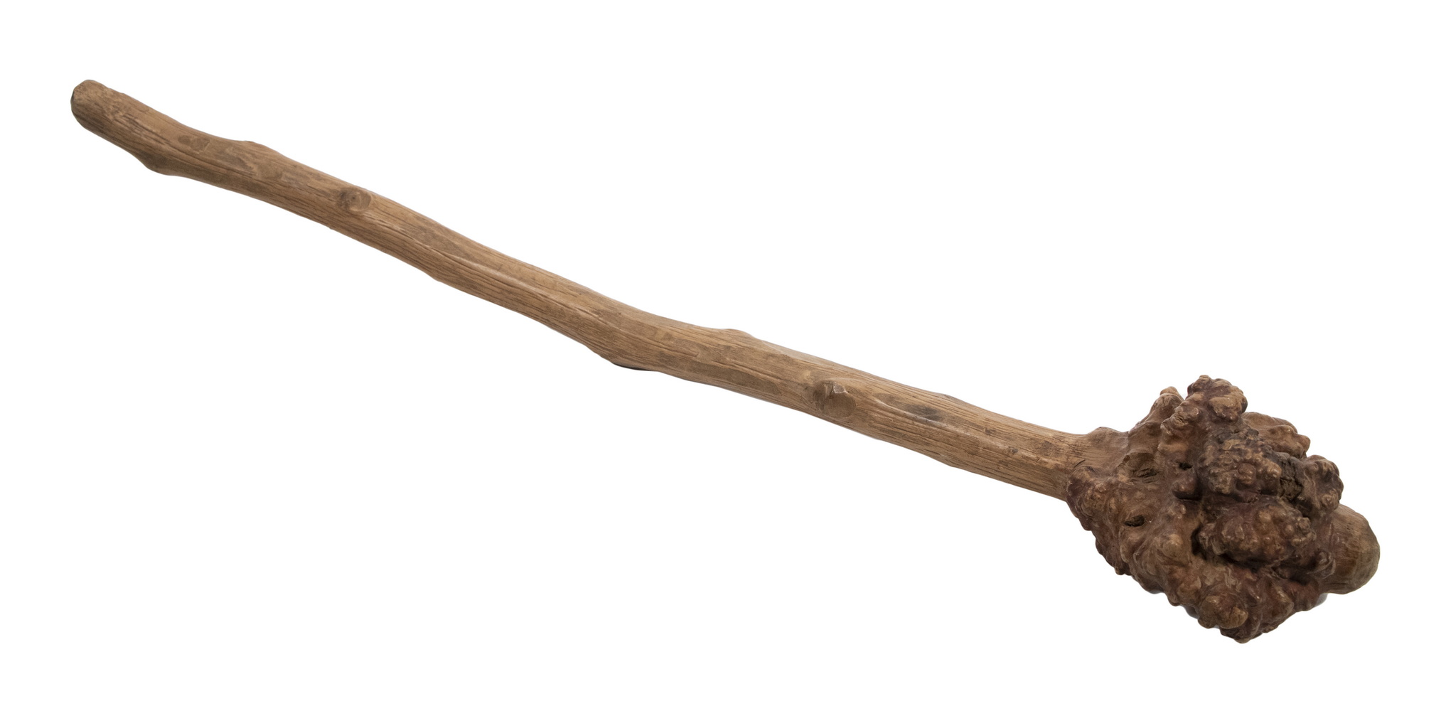 RAW PENOBSCOT BAY BIRCH ROOT WAR