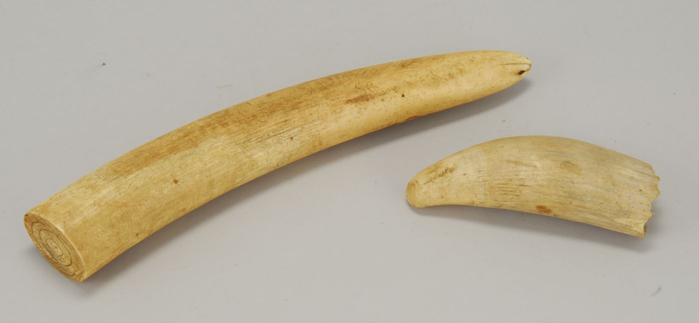 *RAW SPERM WHALE'S TOOTH AND AN