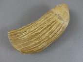 RAW STRIATED WHALE TOOTHLarge