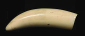 RAW WHALE TOOTH, LIKELY 19TH C